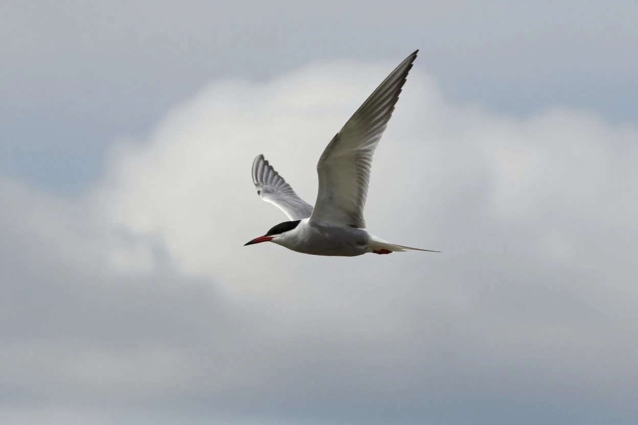 Discovering the birds of the Plessis-Brion ponds